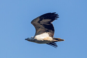 White-bellied Sea Eagle