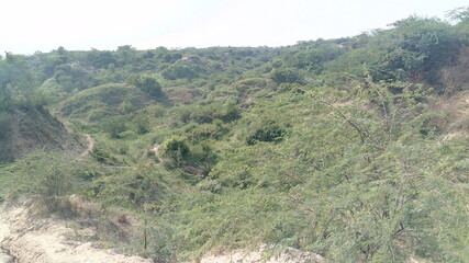 mountain landscape with trees