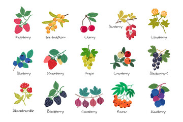 Collection of ripe berries isolated on white background. Cherry. Seabuckthorn. Raspberry. Blueberry. Strawberry. Cloudberry. Gooseberry. Grape. Currant. Rowan. Shadberry. Stoneberry.