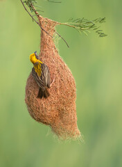 Baya weaver with nest 