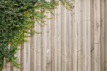 Banner background texture of green climbing plants/foliage on wooden garden wall/fence/panel. Copy...