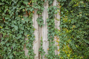 Green ivy leaves climbing on old grungy garden fence. Old wood planks covered by green leaves. Natural background texture. Copy space for text.