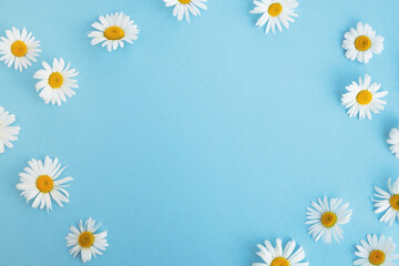 White daisy flowers on light blue background. Summer or spring concept. Top view, flat lay, copy space