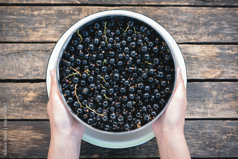 Wall mural black currant berry in the bowl on old wooden garden table background.