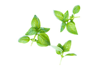 Basil leaves isolated on the white background.