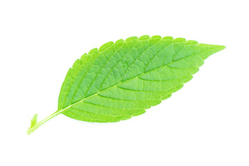 Green leaf isolated on the white background.