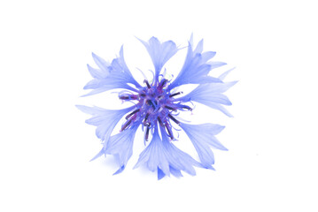 Violet flower head isolated ont he white background.
