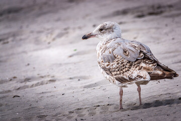 Seagull on the beach