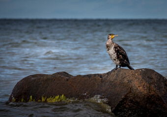 Cormonant on beach