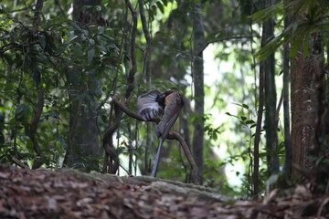 Great argus (Argusianus argus) in South Thailand