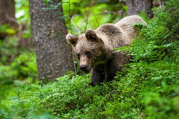 Majestic brown bear, ursus arctos, standing in blueberries during the summer. Magnificent animal...