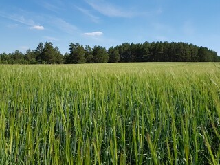 Green field of wheat ears