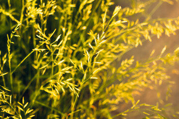 Phalaris arundinacea or canary cane herb. Field in the rays of the summer sunset
