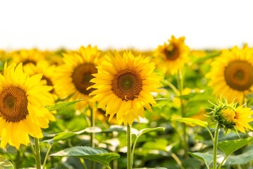 sunflower seedlings plant isolated in field