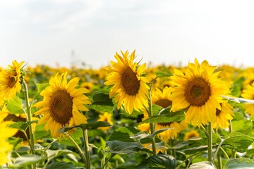 sunflower seedlings plant isolated in field