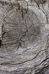 Old logs texture