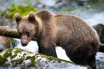 Majestic brown bear, ursus arctos, standing on the rock in river. Curious mammal staring on rock from side. Wild animal standing on mossy stone in woodland with water stream in background.