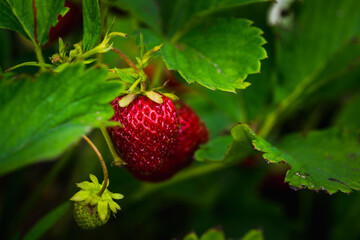 Red ripe strawberry in the garden. Selective focus. Shallow depth of field.
