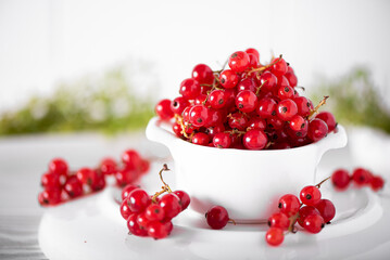 ripe red currants on a branch