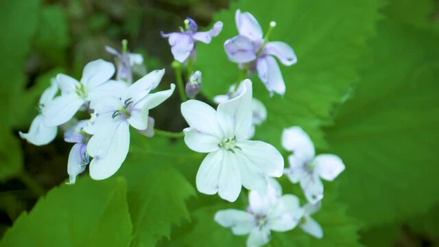 Closer look of the white flowers of Lunaria rediviva plant or perennial honesty