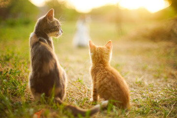 Ash cat sitting in the summer garden at evening
