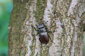 a deer beetle and a fly on a tree trunk with bark in the garden in summer