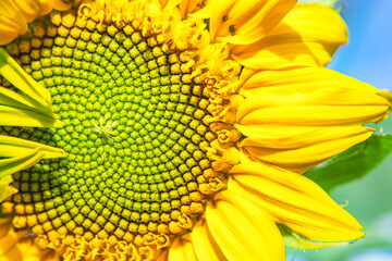 close up sunflower detail background.