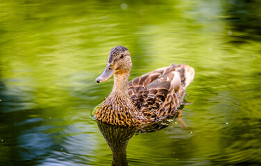 Wild duck swims in the river in summer