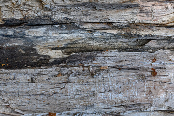 Wood Design Background Image Of A Tree At Jungle 3.