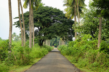 Long Road with beautiful trees on road side 