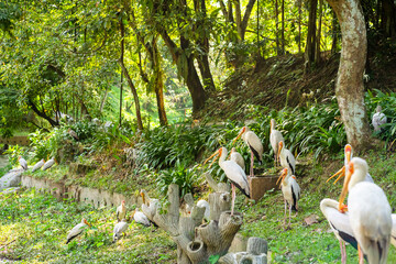 A flock of milk storks sits on a green lawn in a park