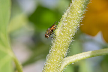 Fly diptera insect on plant