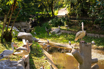 A flock of white pelicans who live in a bird park