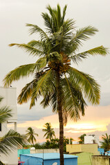 Fototapeta na wymiar Coconut tree in city around the beautiful cloud 