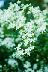 Blooming clematis 