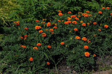 orange marigold flowers in the garden