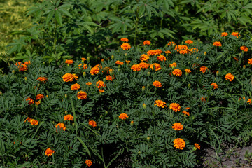 orange marigold flowers in the garden