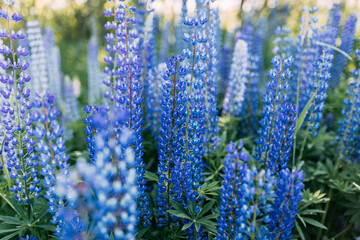 Obraz premium Purple lupines field. Field of blue flowers. Many lupines.