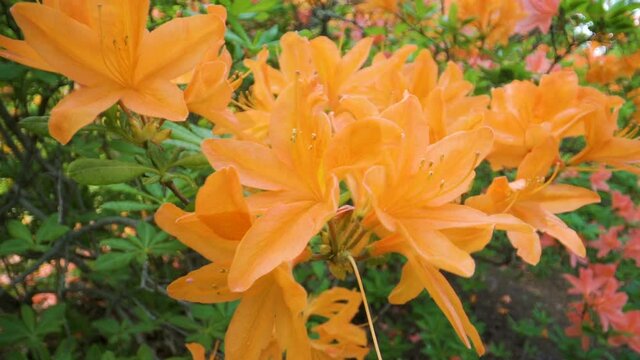 The orange blooming flowers in the garden outside