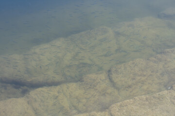 clear water in a lake with a bunch of fish