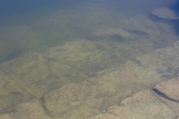 clear water in a lake with a bunch of fish