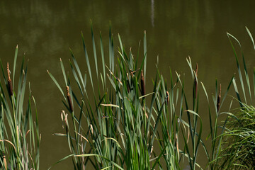 Fototapeta premium large tall reeds by the lake