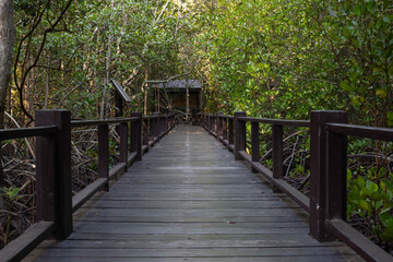 green dense mangroves and swamps
