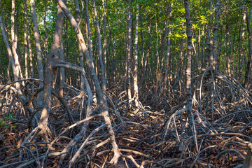 green dense mangroves and swamps