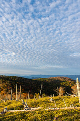 Fototapeta premium 鱗のような形の雲と沢山の朽ちた木の幹