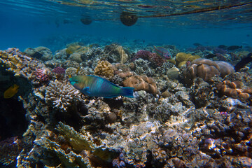 coral reef in Egypt in Hurghada