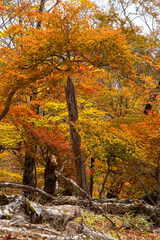 Obraz premium 黄色とオレンジ色が美しい林