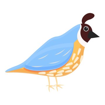 recommend clip art: Cute quail icon. Cartoon of cute quail vector icon for web design isolated on white background