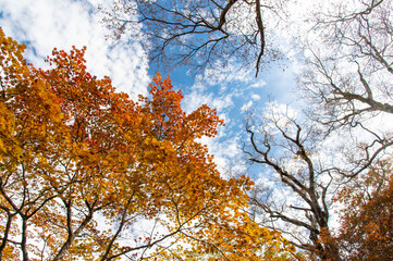 秋の空を取り囲む樹木