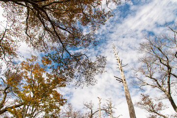 秋の空と多くの樹木